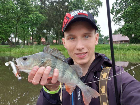Guma Mikado Real Fish 9.5cm / Natural Perch