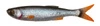 Guma SAVAGE GEAR CRAFT DYING MINNOW 5.5CM 0.7G ROACH