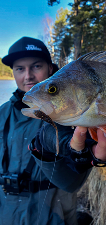 Przynęta PERCH PROFESSOR F**king Leech 2,75"/7cm - #06 Cheese - 8 szt.