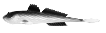 Przynęta LIBRA LURES GOBIO 7.3" (18.54cm) - 40g - 001 - WHITE