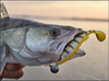 ..Guma Westin ZanderTeez 8,5cm - Zander