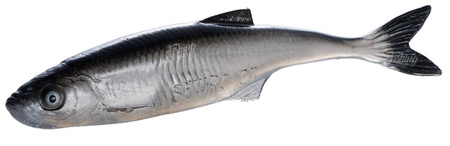 Guma SEWRO CUSTOM BAIT Ukleja 12.5cm- Czarna Naturalny Ogon