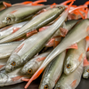 Guma Angry Lures Bleak V-Tail 20cm | NOO