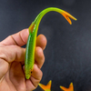 Guma Angry Lures Bleak F-Tail 15cm | GYO