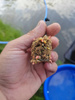 Zanęta Feeder Bait 1kg | Płoć