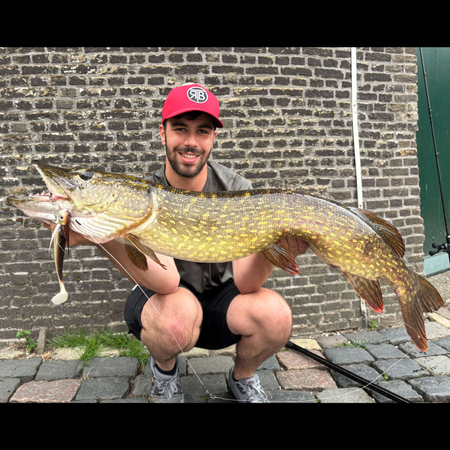 Ogon Blacktail Rooster S 19 cm | 45g | Chub