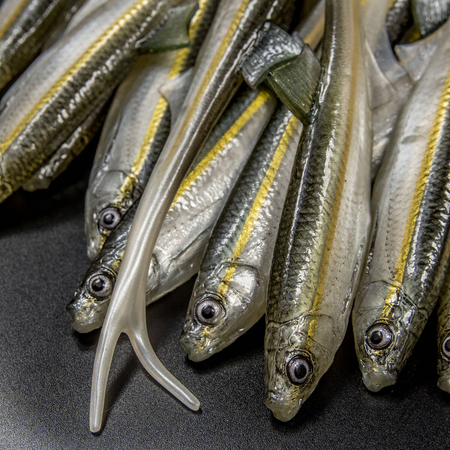 Guma Angry Lures Bleak V-Tail 20cm | WGY
