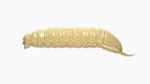 Przynęta Libra Lures Goliath 3cm | 005 - Cheese | brak zapachu | 15 szt.