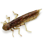 Gumy FishUp Dragonfly 2,0cm | 0,75" | #019 Motor Oil/Red | 12szt.