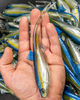 Guma Angry Lures Bleak V-Tail 20cm | TBY