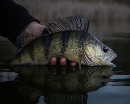 Wędka Shimano Soare XR 2.29m | 0.6-6g