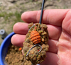 Feeder Bait Twister Wafters 12mm | Maggot - Biały Robak