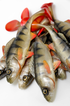Guma Angry Lures Perch 19,5cm | NOR