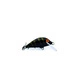 Black Tiger