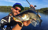 Guma Westin ShadTeez High 7cm | Bling Perch