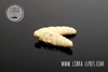Przynęta Libra Lures LARGO 3.5cm, 005 - cheese- 10szt (zapach krylowy)