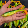 Guma Angry Lures Bleak v2 17cm | GYO