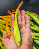 Guma Angry Lures Bleak V-Tail 20cm | GYO