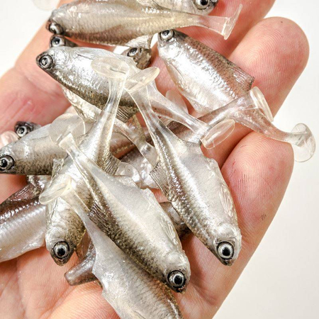 Guma Angry Lures Bitterling 5cm | TSW