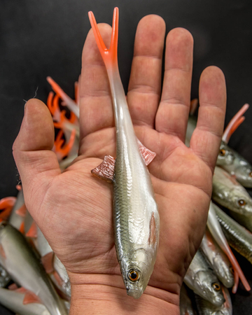 Guma Angry Lures Bleak V-Tail 20cm | NOO