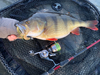 Guma Westin CreCraw Creaturebait 6,5cm | Violett Gobby