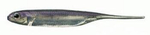Fish Arrow Flash-J 2" - Lake Wakasagi/Silver #25 - 1 szt.