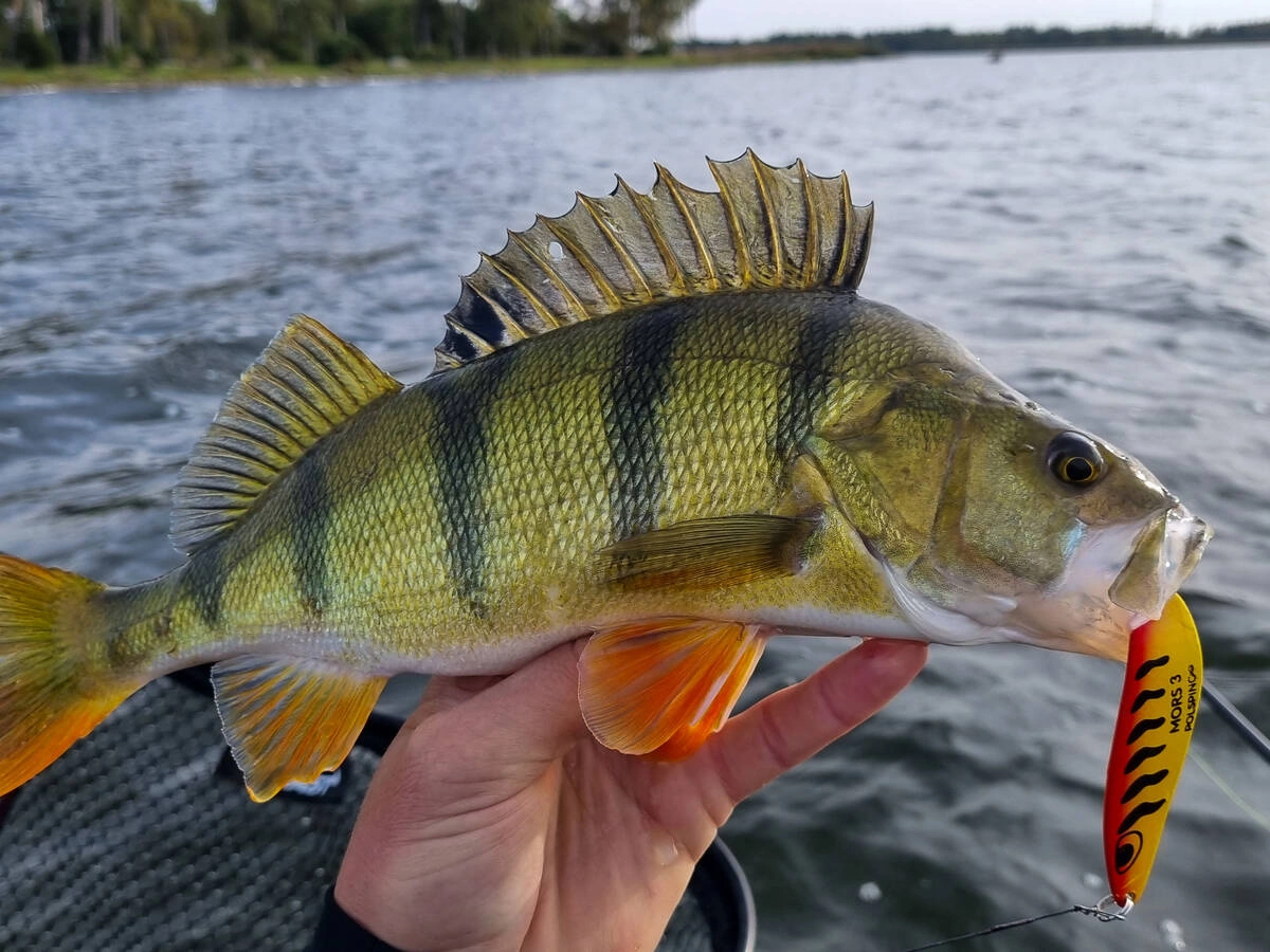 Wahadłówka POLSPING Mors nr. 2 - 14 g Yellow Tiger