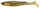 #358 - Golden Shiner