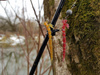 Guma Westin BloodTeez 7,5cm | Seaweed Pearl | 6 szt.