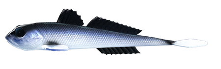 Przynęta Libra Lures Gobio 7.3" | 18.54 cm | 003 - Blue Whitefish