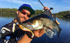 Guma Westin ShadTeez High 7cm | Bling Perch