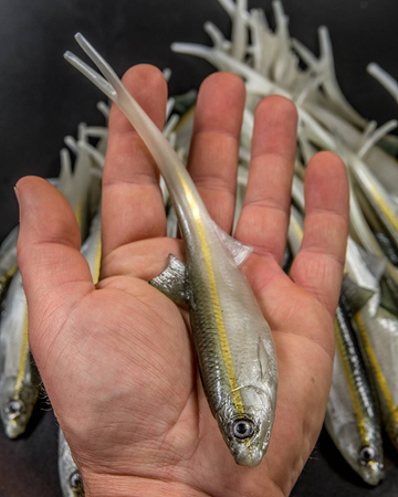 Guma Angry Lures Bleak V-Tail 20cm | WGY