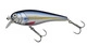 Blue Herring