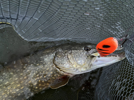 Jerk Kaszub Baits Danire 10cm | tonący | 40g | OT UV