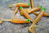 Guma Great Fish GF1 4,9cm | Curry | bezzapachowy | 10 szt. | Dżejsiok Special Edition