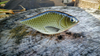 Jerk Lost Lures Ferox 7cm - tonący - F17 - Olive