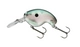 Gizzard Shad